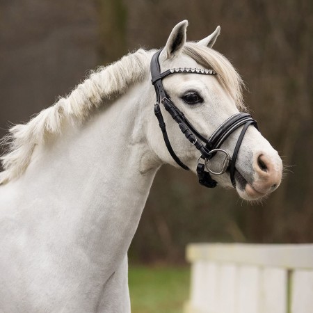 Cabezada de Montar para Poni "BIXIE" de QHP