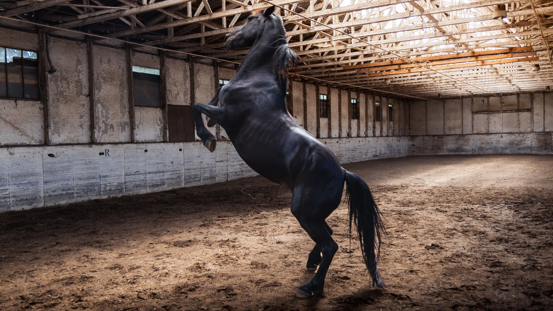 Caballo negro encabritado dentro de una cuadra antigua