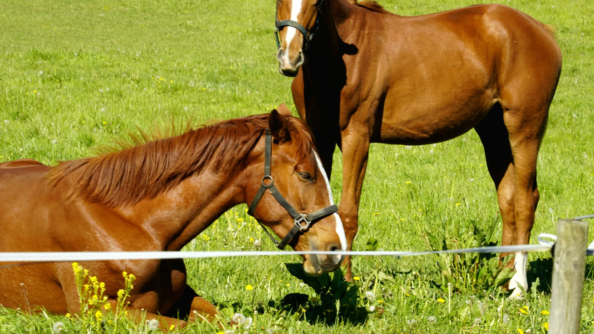 Dos caballos en un prado verde, uno de pie y otro tumbado