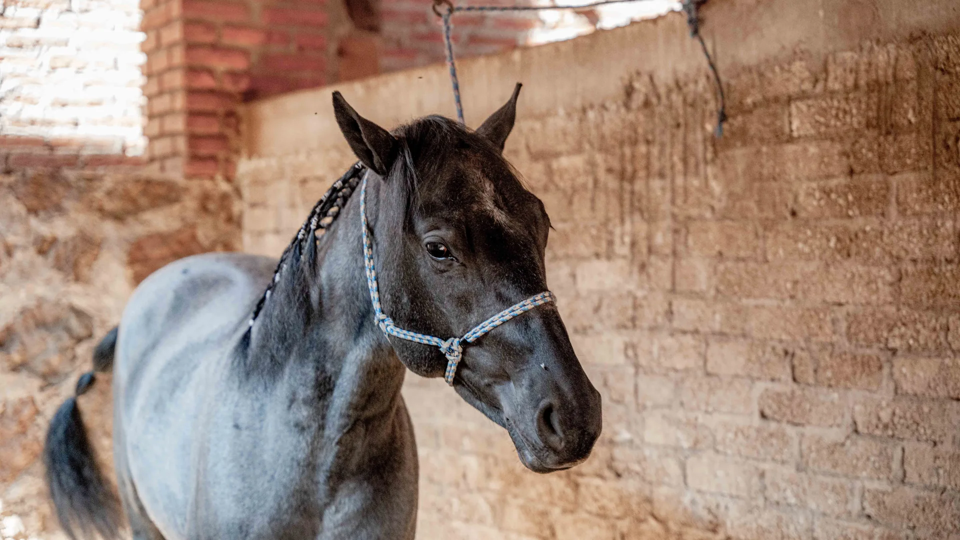Caballo con cabezada de cuerda de nudos junto a un muro de ladrillo