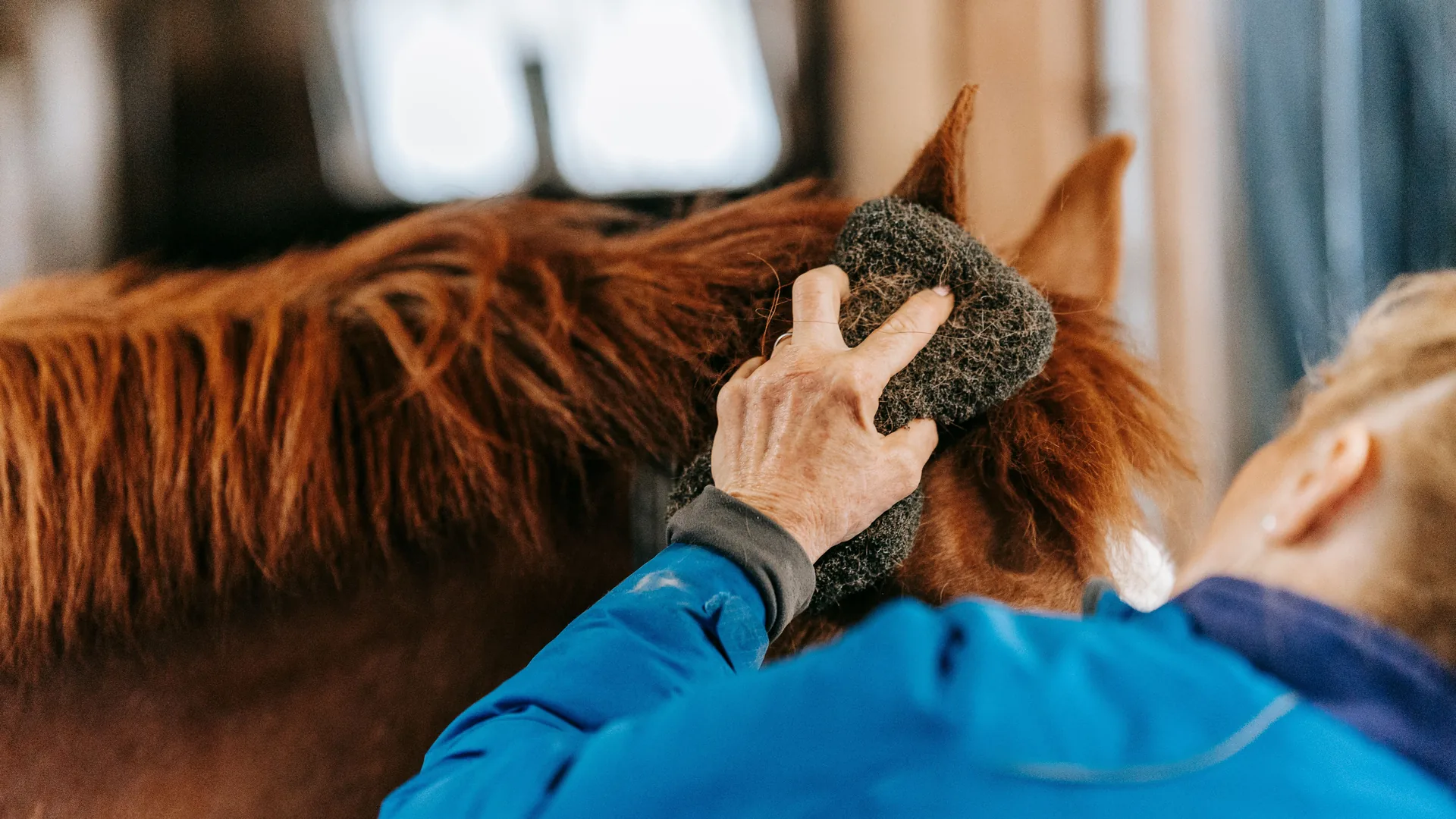 Persona cepillando a un caballo antes de esquilarlo