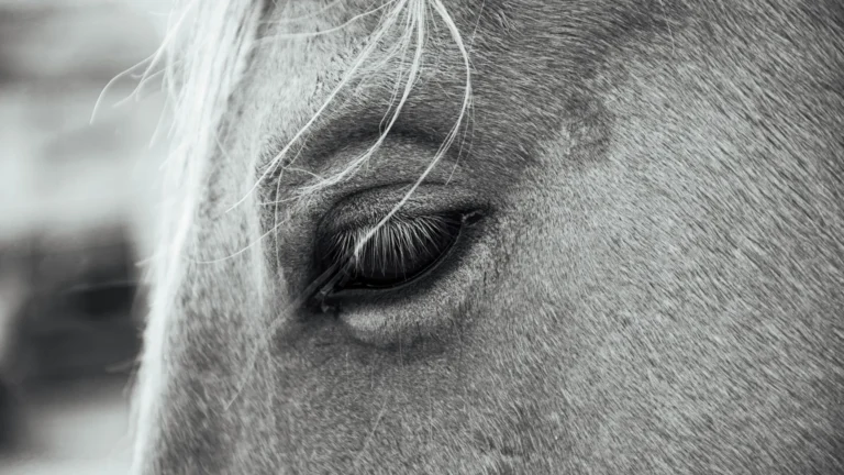 Primer plano en blanco y negro del ojo de un caballo