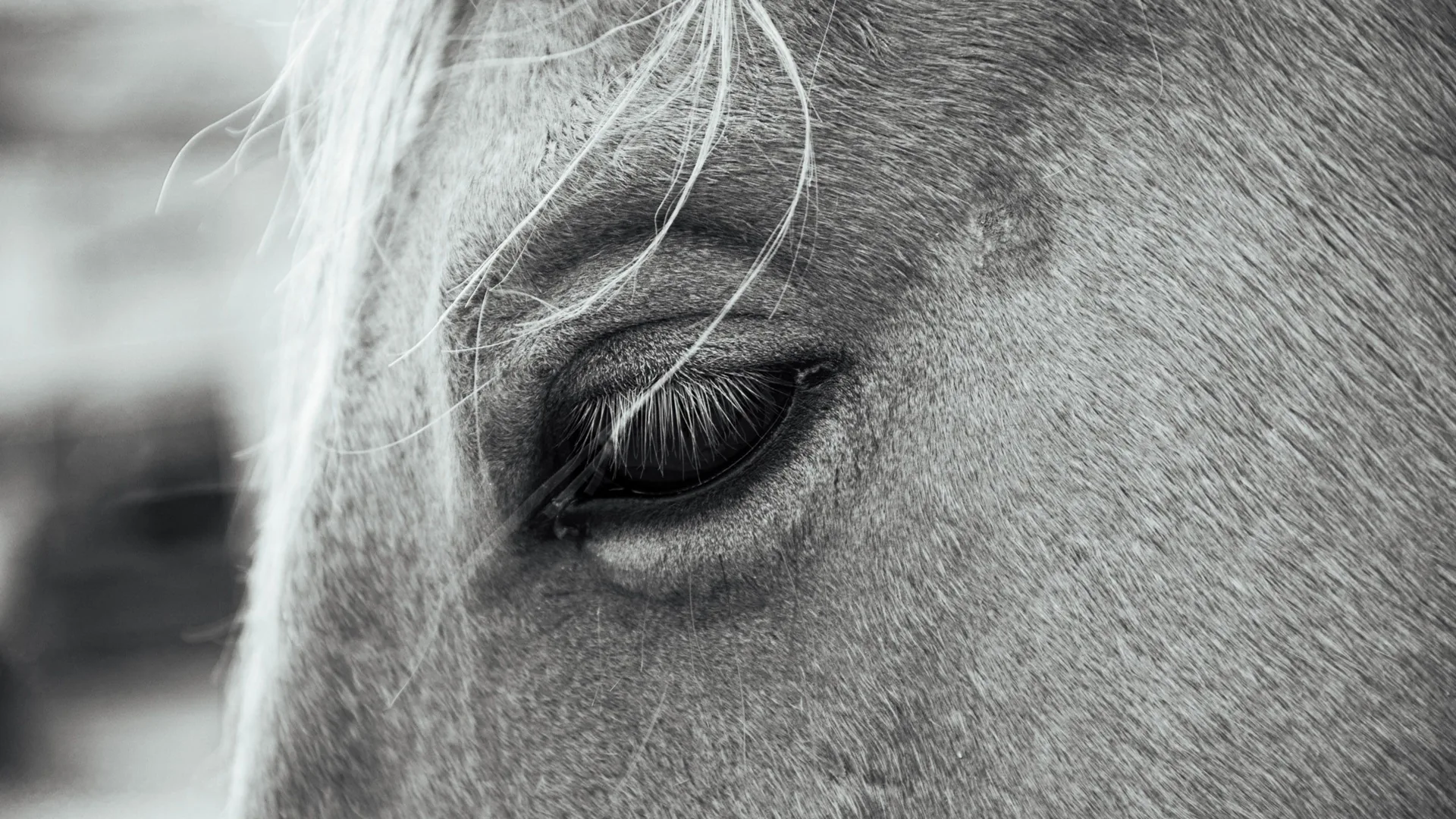 Primer plano en blanco y negro del ojo de un caballo