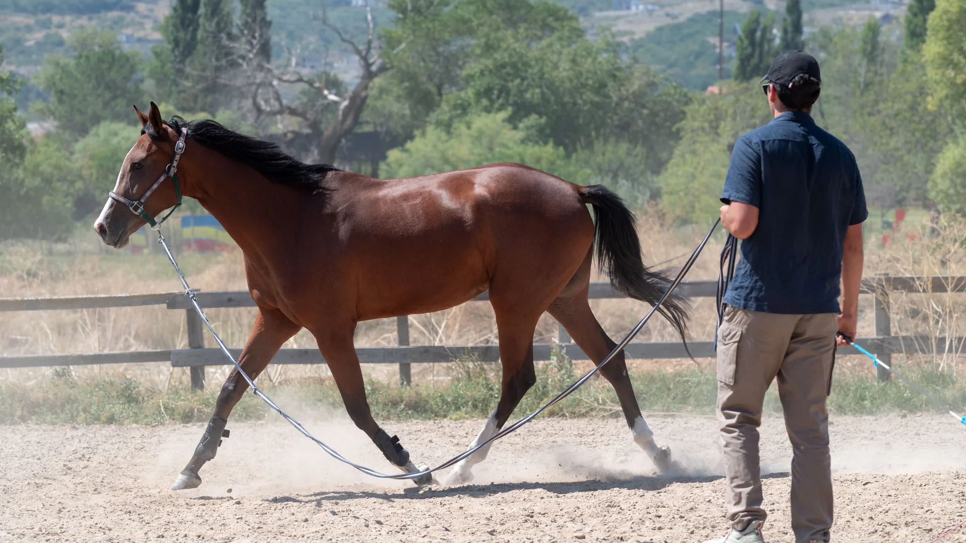 Persona trabajando a un caballo castaño desde el suelo con cuerda y fusta larga