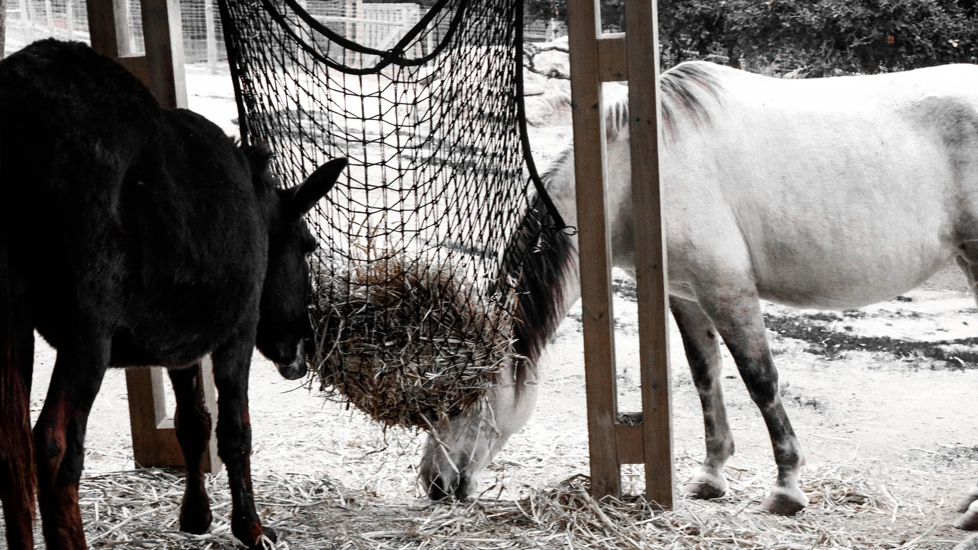 Caballos comiendo heno en el prado