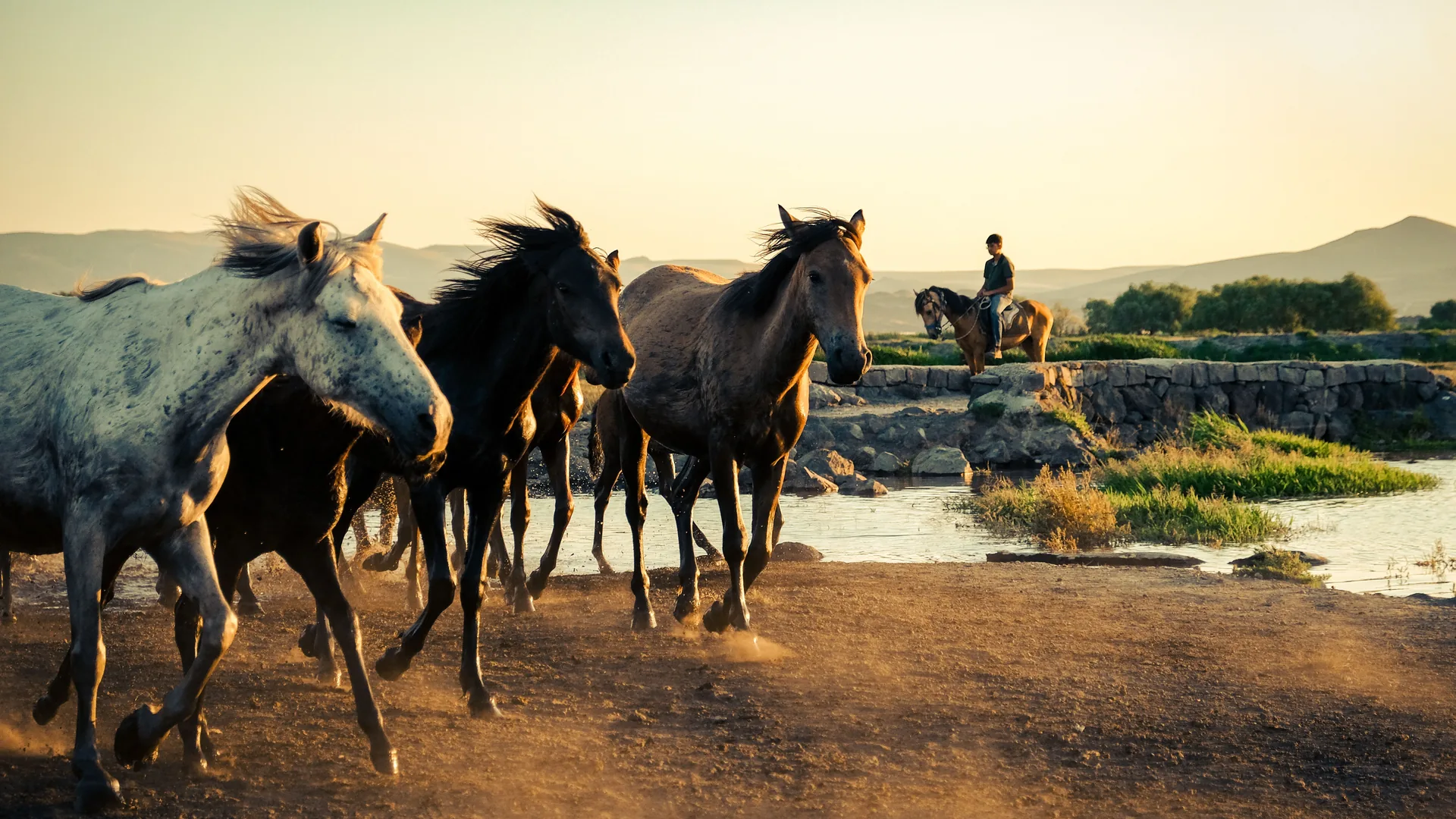 Manada de caballos galopando junto a un río al atardecer