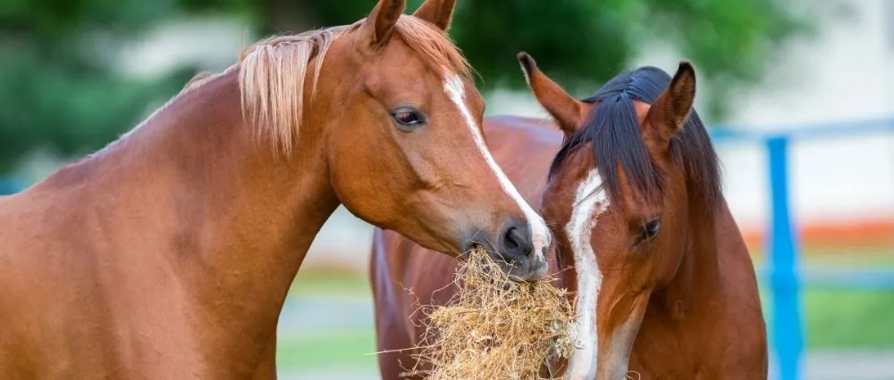 Dos caballos comiendo heno en el prado