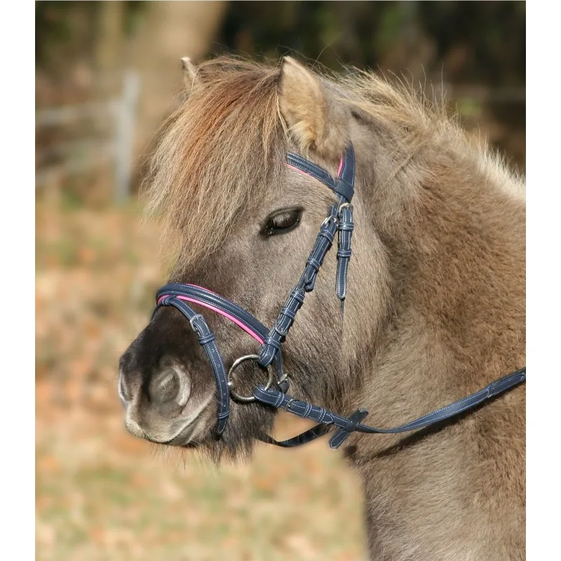 Poni con una cabezada de montar de colores
