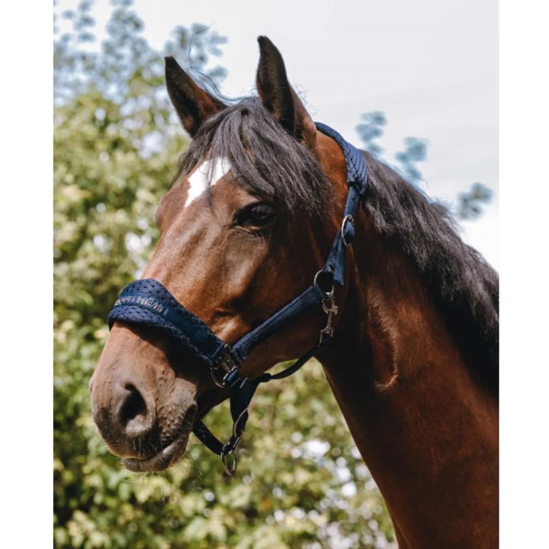 Caballo con una cabezada de cuadra acolchada