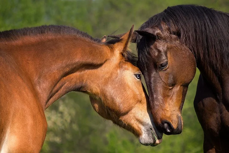 Dos caballos interactuando en el prado