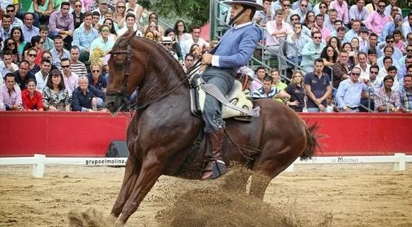Caballo ejecutando un arreón en una prueba de doma vaquera