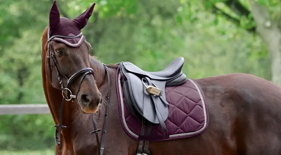 Caballo ensillado con mantilla, cabezada y protectores