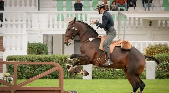 Caballo y jinete superando un obstáculo en una prueba de equitación de trabajo