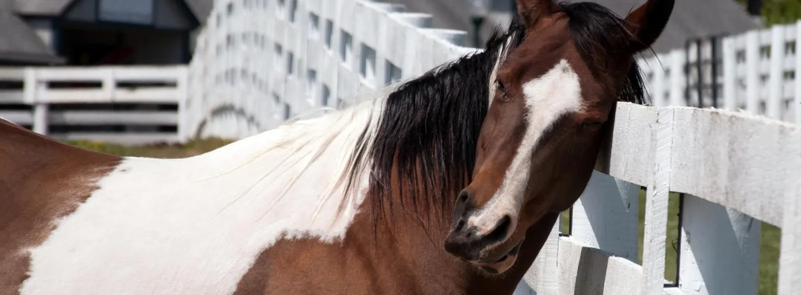 Caballo rascándose contra un poste por el picor