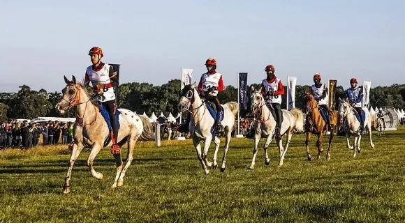 Grupo de caballos y jinetes en una prueba de raid sobre hierba