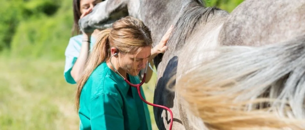 Veterinaria auscultando a un caballo tordo