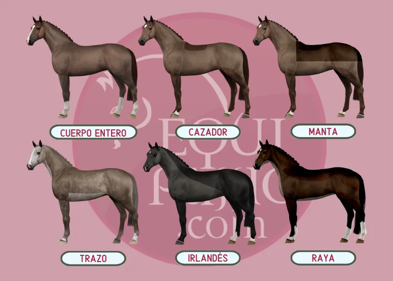 Lámina con los seis tipos de esquilado: cuerpo entero, cazador, manta, trazo, irlandés y raya
