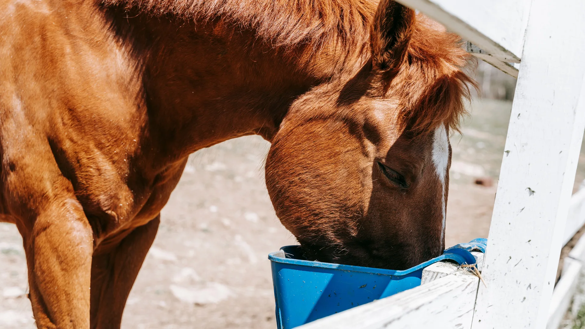 Cubo de pienso preparado para un caballo