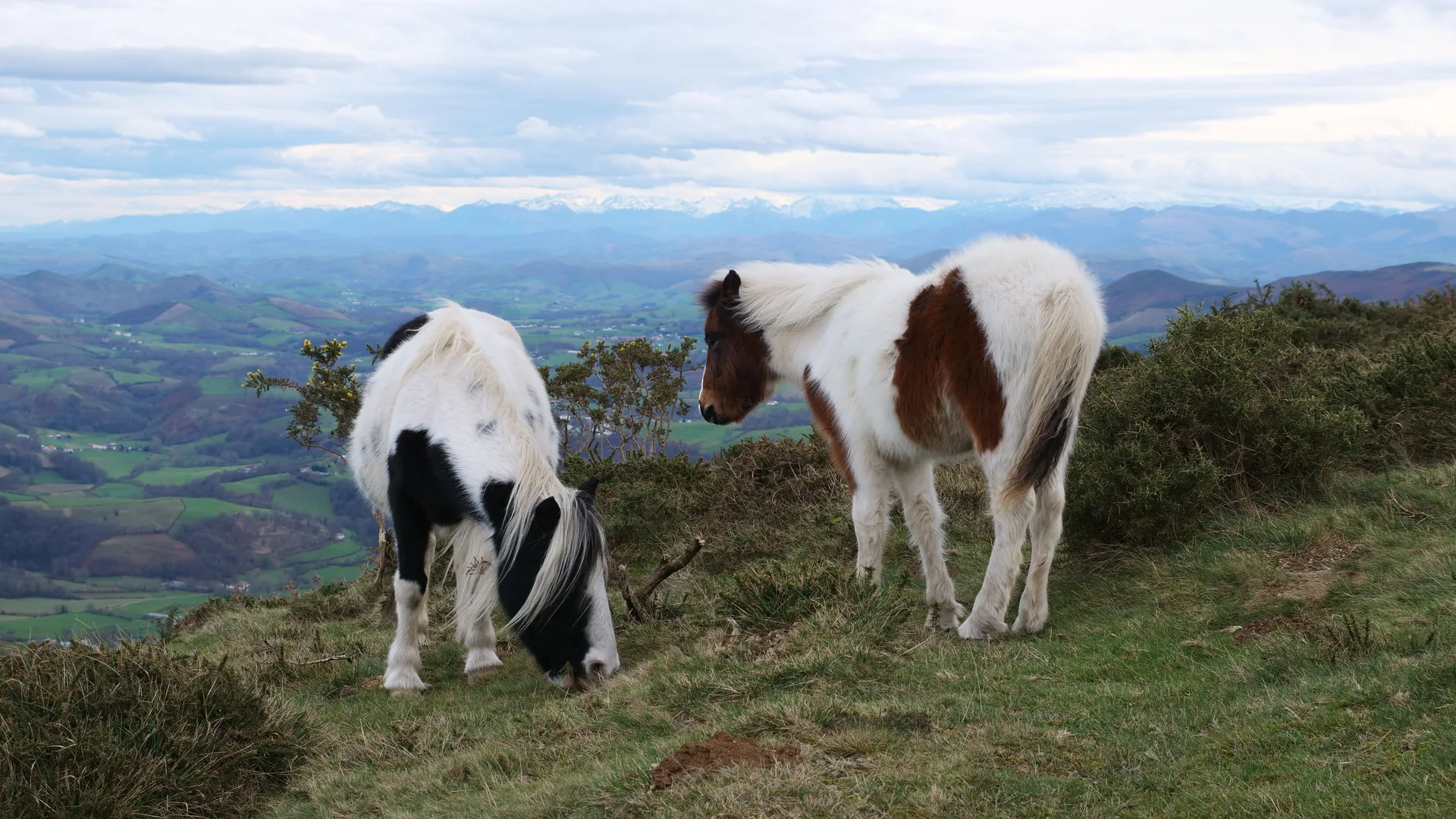 Ponis píos pastando en una ladera de montaña con el valle al fondo