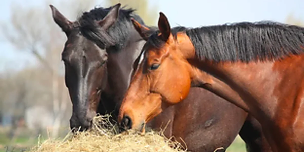 Dos caballos comiendo heno juntos