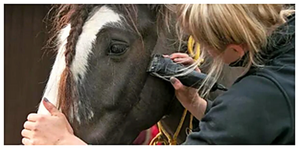 Persona esquilando la cara de un caballo pío