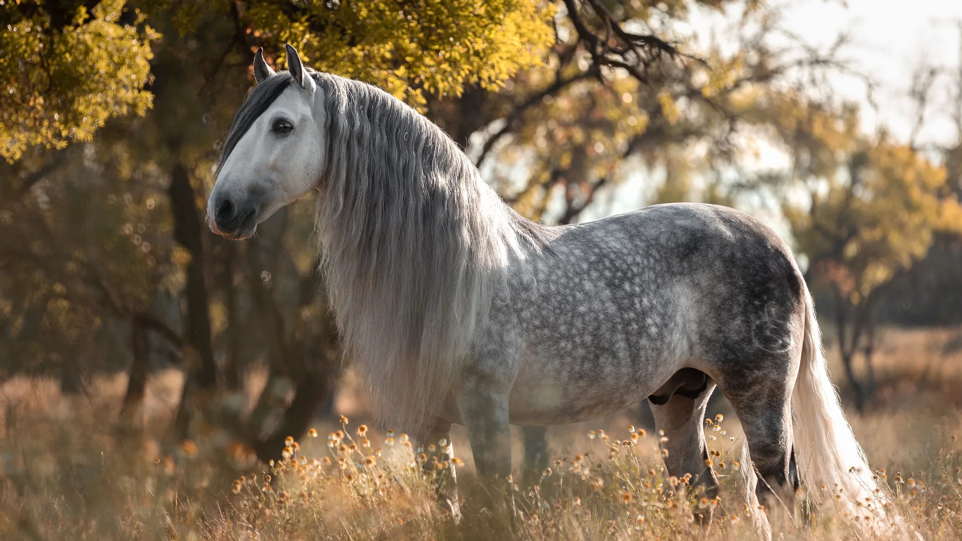 Caballo tordo de pura raza española en un prado soleado