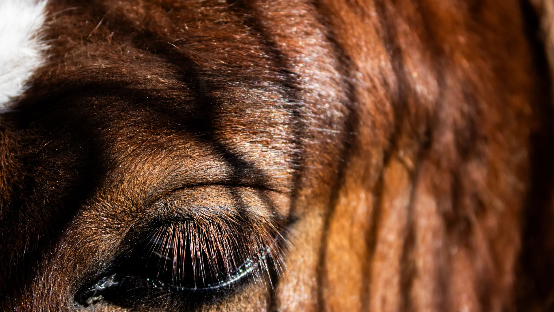 Detalle de la piel irritada en el cuello de un caballo