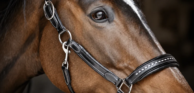 Productos para Montar a Caballo