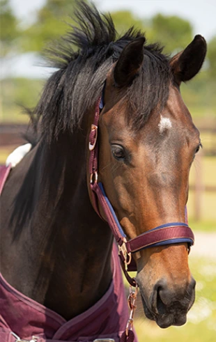 Productos para Montar a Caballo