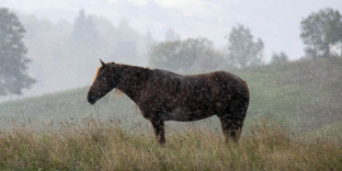 Guía sobre Mantas Impermeables para Caballos: Esenciales para su Bienestar
